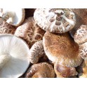 Shiitake 