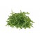 Rucola 125 gram