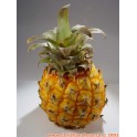 Baby ananas