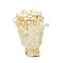 Enoki