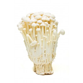 Enoki