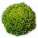 Lollo bianco