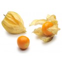 Physalis