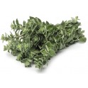 Oregano