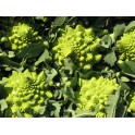 Romanesco bloemkool