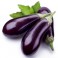 Aubergine